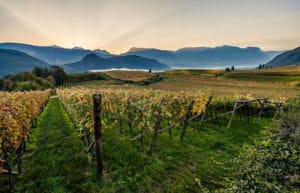 Alto Adige Vineyard